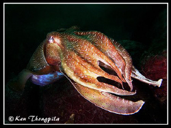 Giant cuttlefish... North Head, Sydney Harbour Divesite by Ken Thongpila 